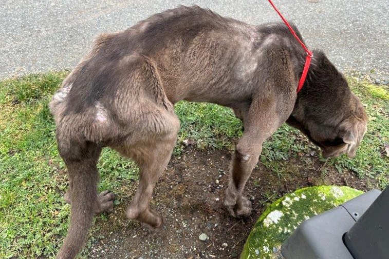 A dog confiscated from a Nanaimo property was described as 'skeletal' by the B.C. SPCA. (B.C. SPCA photo)