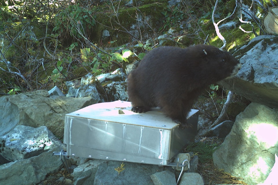 An endangered Vancouver Island marmot has his weight checked. (Wilder Institute)