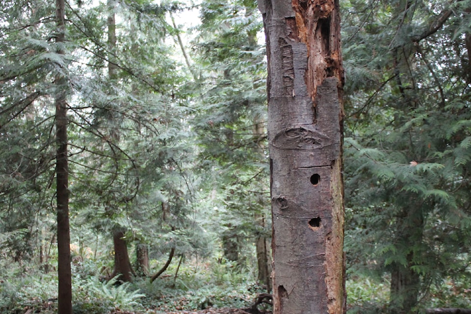 nanaimo-snag