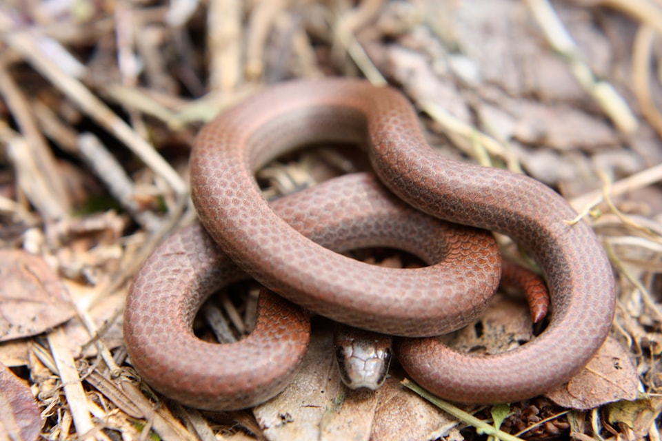 If someone photographs what they believe to be a sharp-tailed snake in the region, they're encouraged to reach out to the Nanaimo and Area Land Trust at stewardship@nalt.bc.ca. 