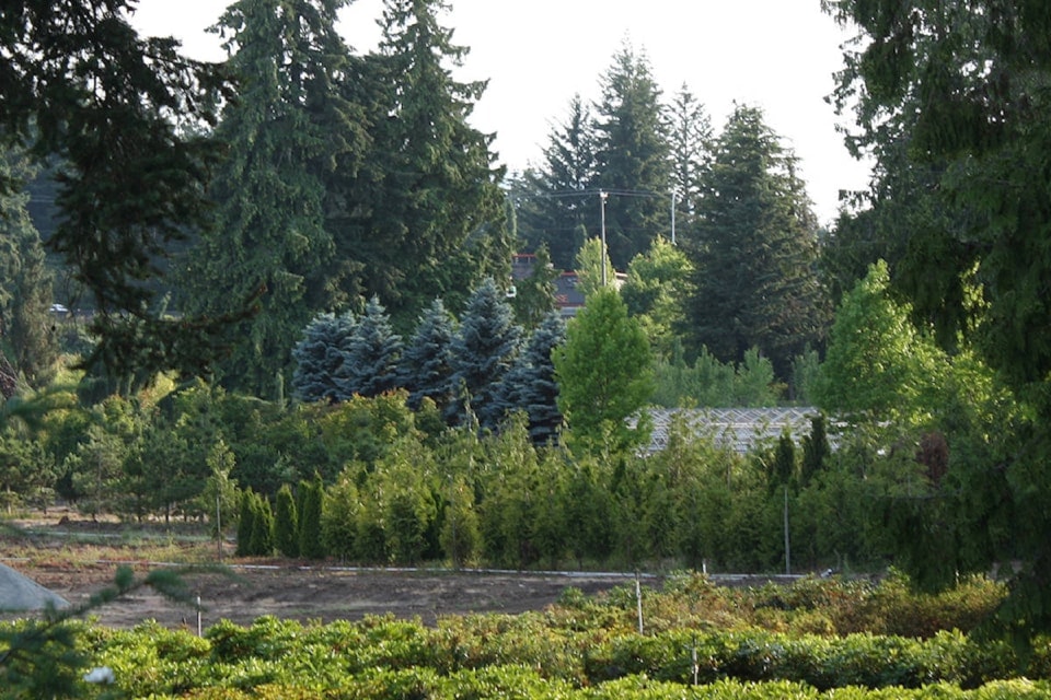 tree13749496_web1_181002-nbu-tree-voucher_1
