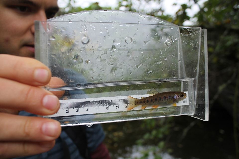 Joe Clark, a VIU biology student with NALT examines the length of a coastal cutthroat trout.