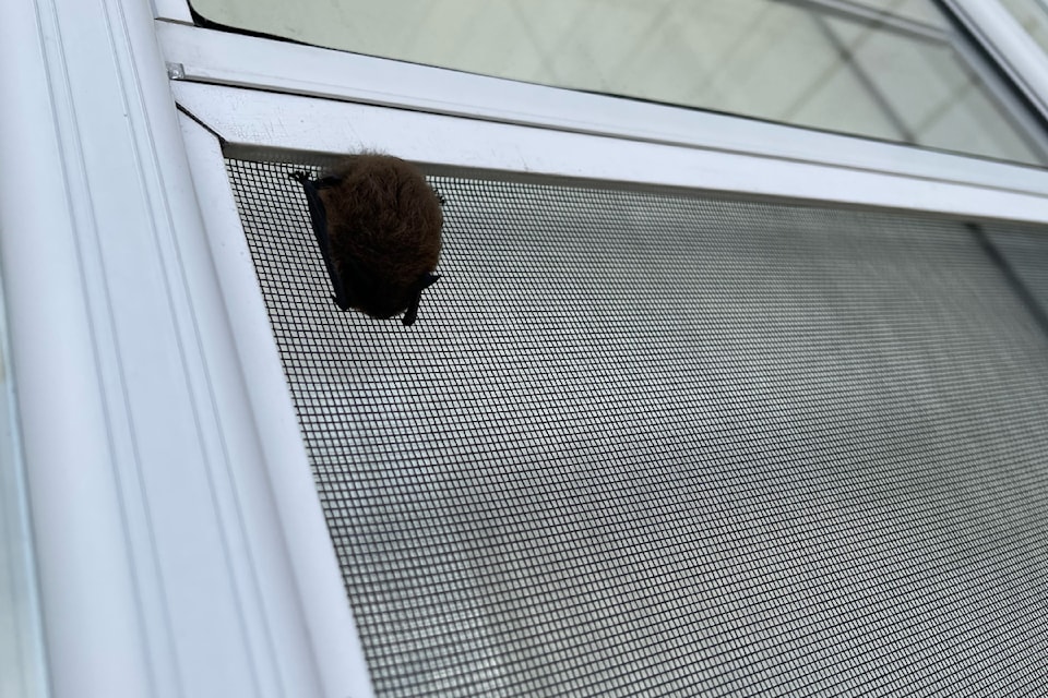 bat-on-screen-door