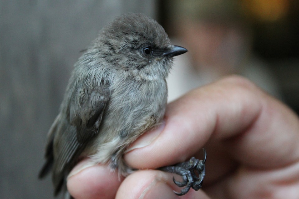 A young bushtit about to be released back into Buttertubs Marsh.