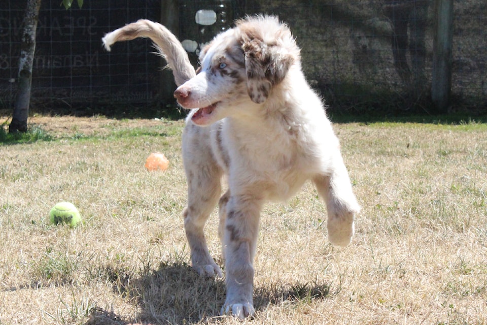 Lapis, a three month and two weeks old Australian shepherd mixed with labradoodle at the Nanaimo SPCA.