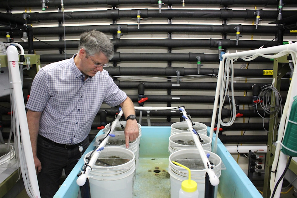 Researcher Chris Pearce points to some of the razor clams, which the Haida First Nation is working with researchers on.