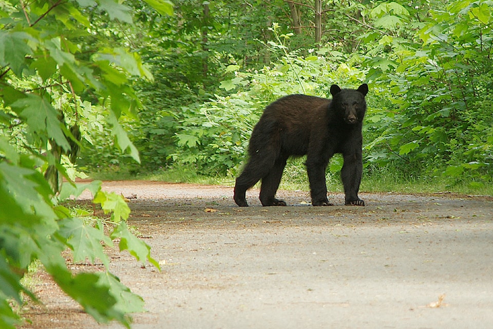 240603-nbu-bear-imgp6641