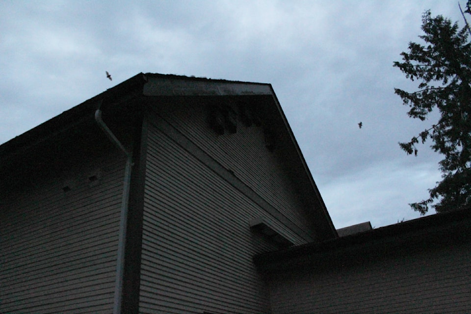 bats-edited