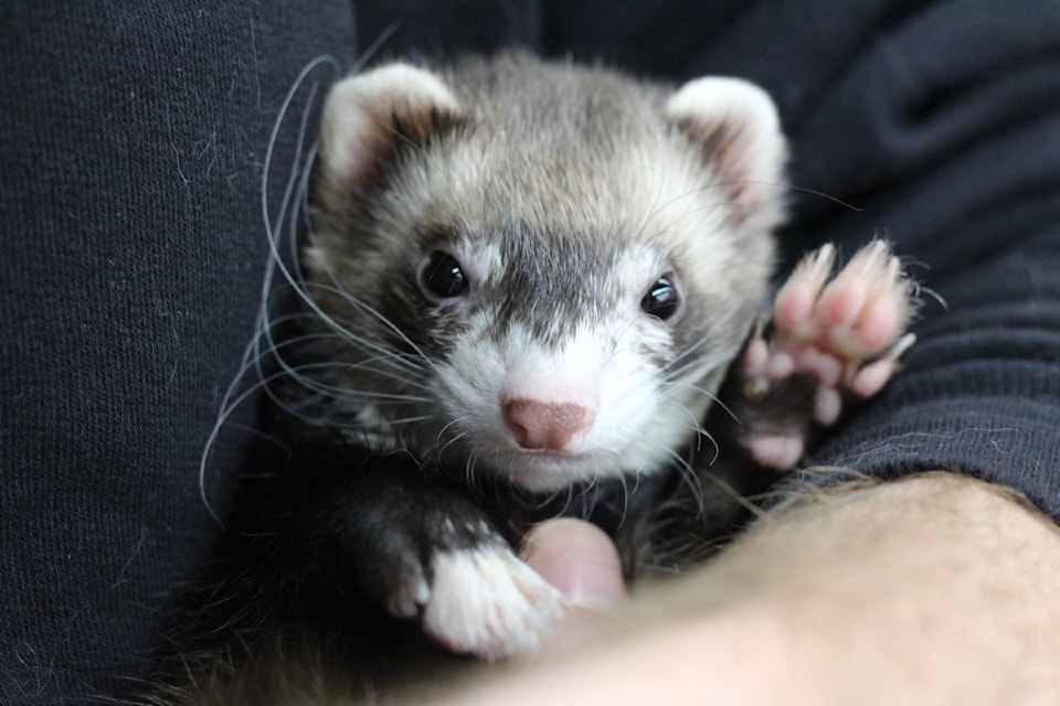 Stitch the nine-month-old ferret is one of the Vancouver Island Ferret Education and Rescue Team's adoptable animals.