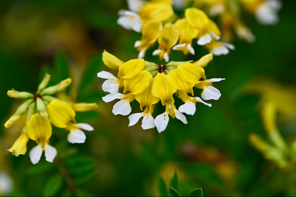 The flower provides a valuable service to pollinators with its multiple flowers per stem.