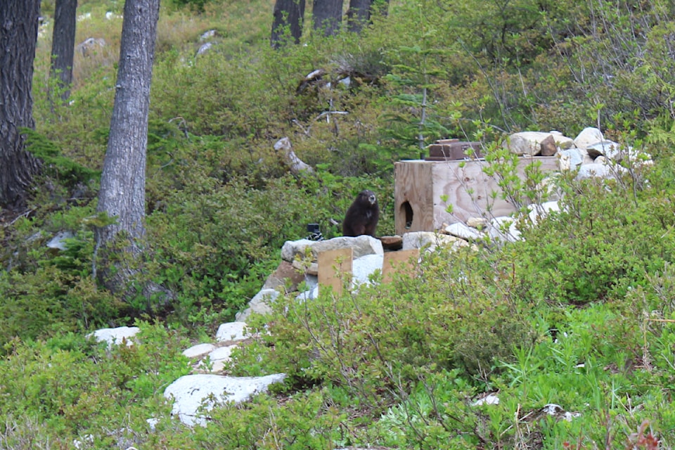 Vancouver Island marmots raised through the Marmot Recovery Foundation's captive-breeding program explore their freedom for the first time.