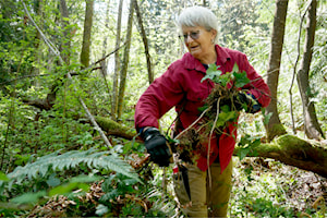 Volunteers in Nanaimo tear out invasive plants to celebrate Earth Day