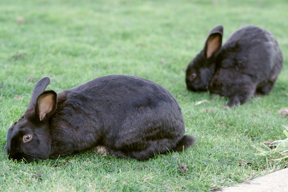 241119-nbu-rabbit-black-imgp3202