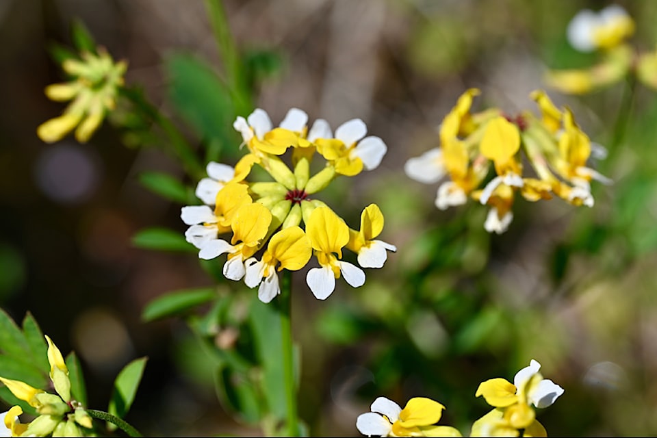 250414-nbu-hosackia-flowers-5