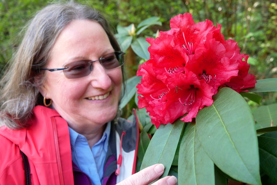 Deborah Francis, with the Nanaimo Rhododendron Society, checks out some of the blossoms on display in Bowen Park. (Chris Bush/News Bulletin)