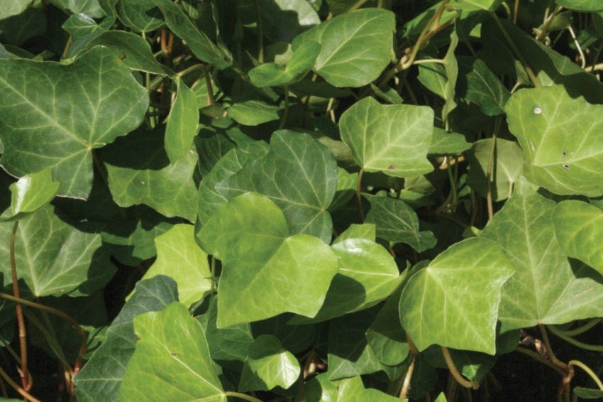 a-nbu-invasiveplants
