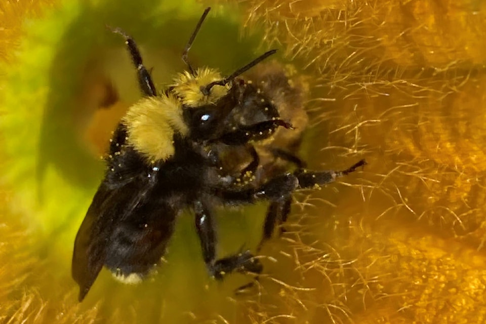 bee-in-squash