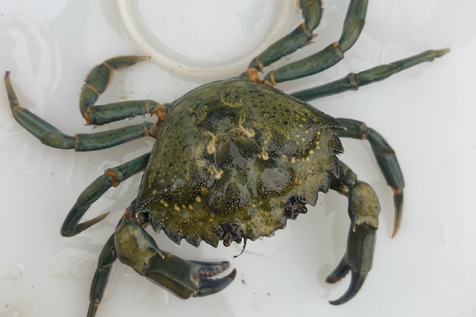 Fisheries and Oceans Canada is advising people to report any sightings of the invasive European green crab. (Fisheries and Oceans Canada)
