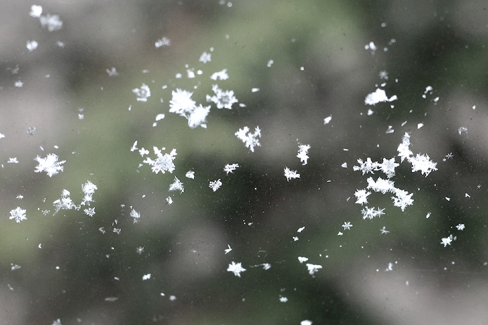 flakes-img_6551
