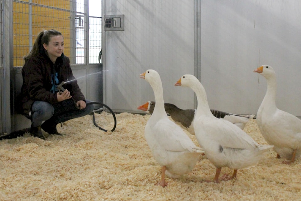 Odessa Kasprowicz, Nanaimo SPCA's barn animal care attendant specialist plays with the geese, which enjoy nipping at the water. (Jessica Durling/News Bulletin)