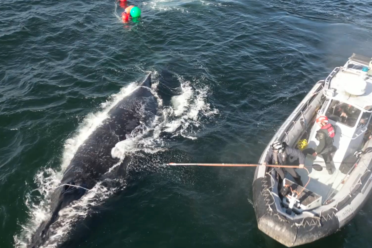 Rescuers untangle humpback whale from fishing gear off Vancouver Island