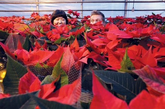 15534nanaimoC-Poinsettia-_MG_2532