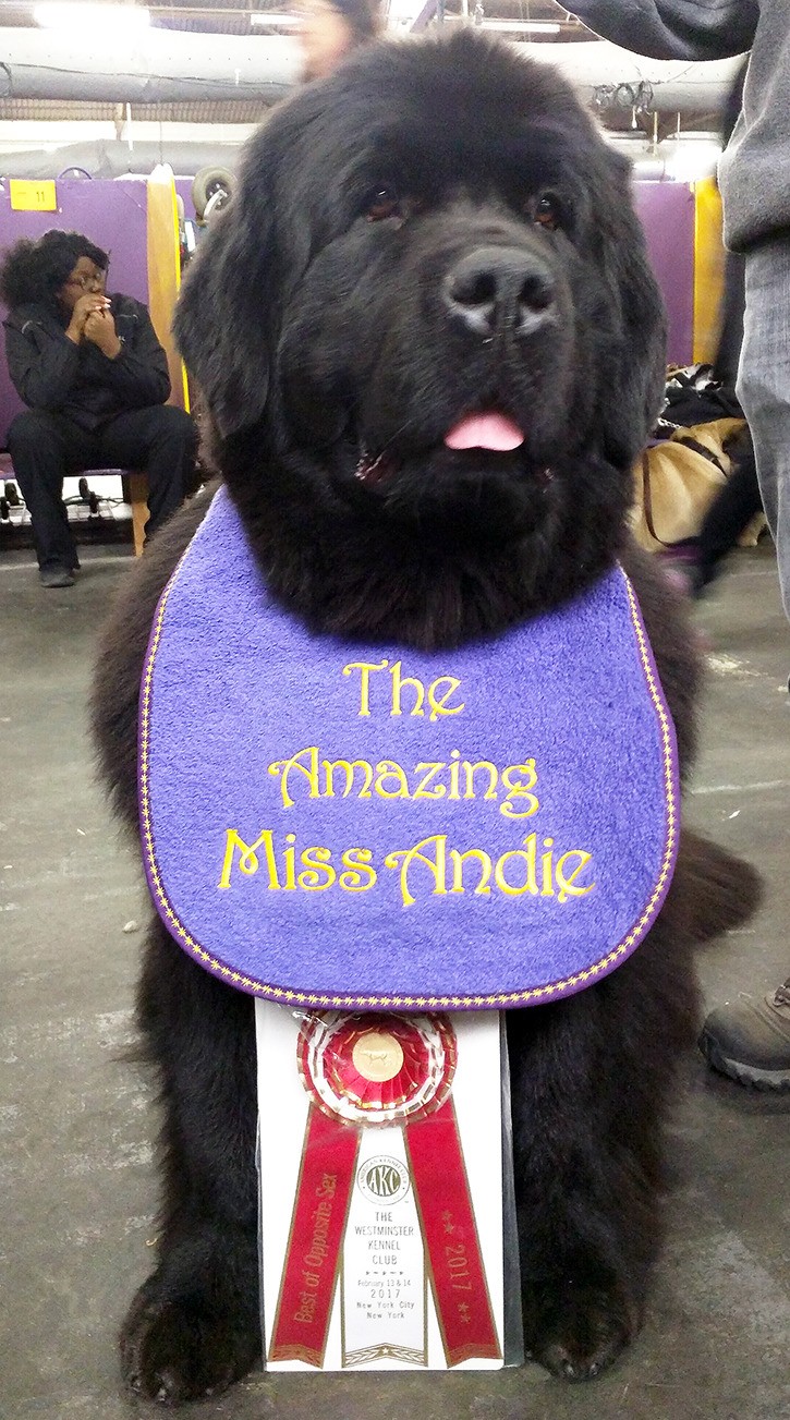 Newfoundland kennel sales club
