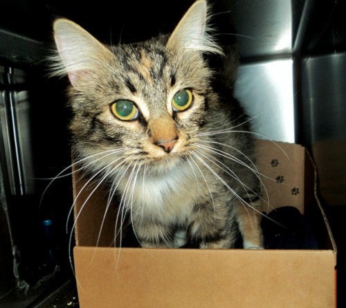 622nanaimoSPCAtillyweb