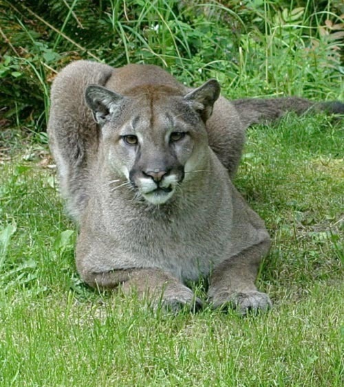 83360nanaimocougar2web