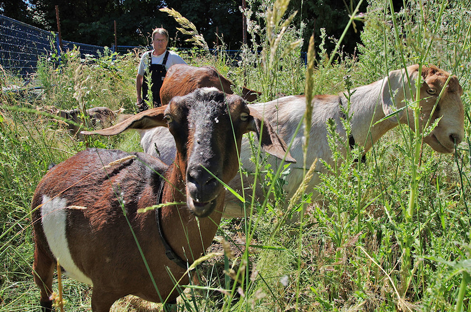 web1_170629-NBU-GoatsOnTheHoof---Goats---IMGP6307