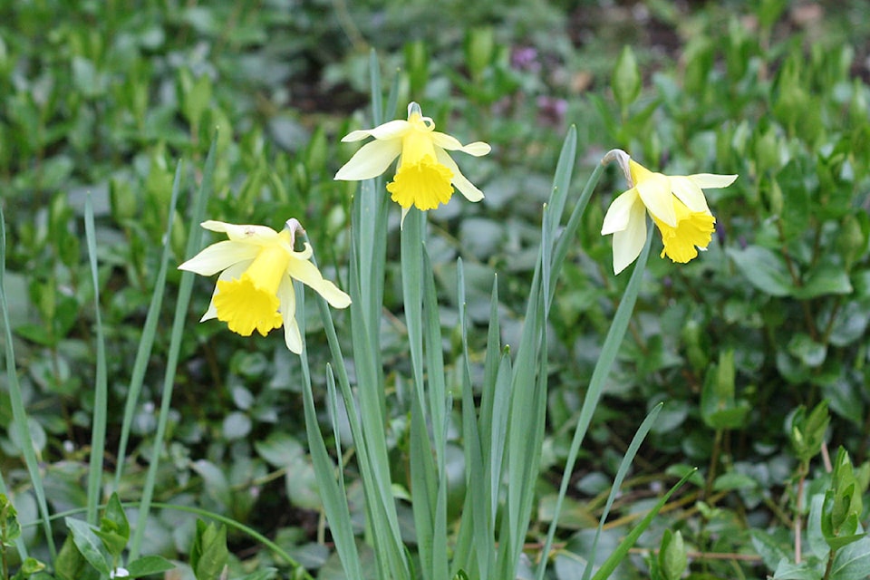 web1_daffodils-daffodil-cancer-IMG_5006