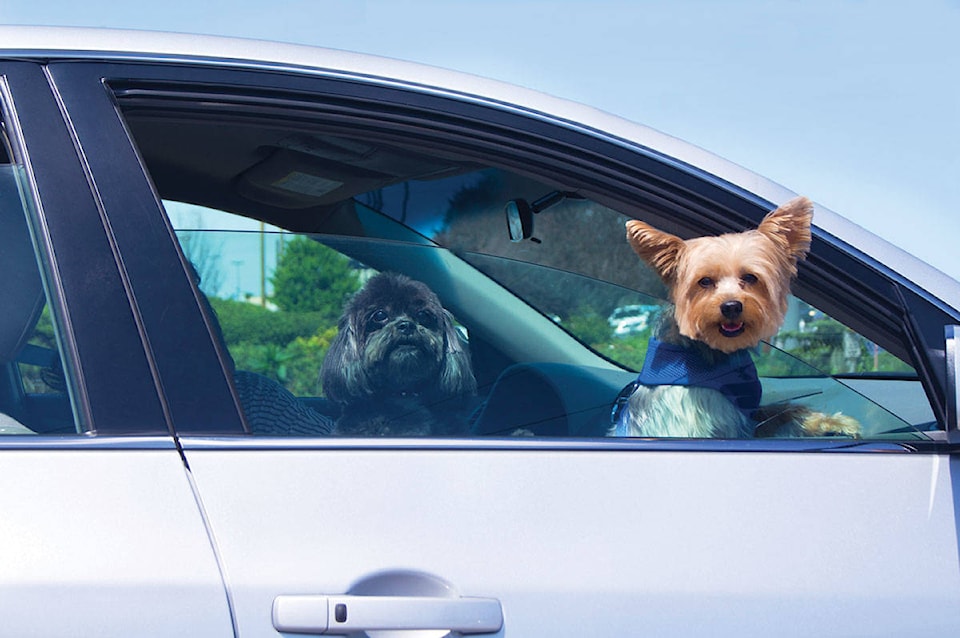 7671422_web1_170713-NBU-dogs-in-cars