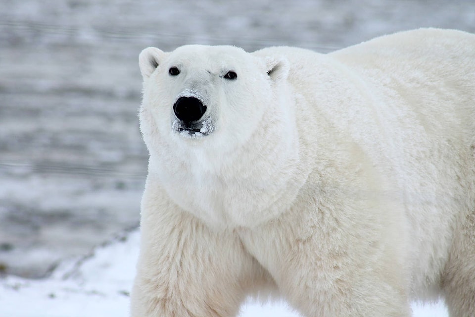 8234342_web1_polar-bear-404314_1920