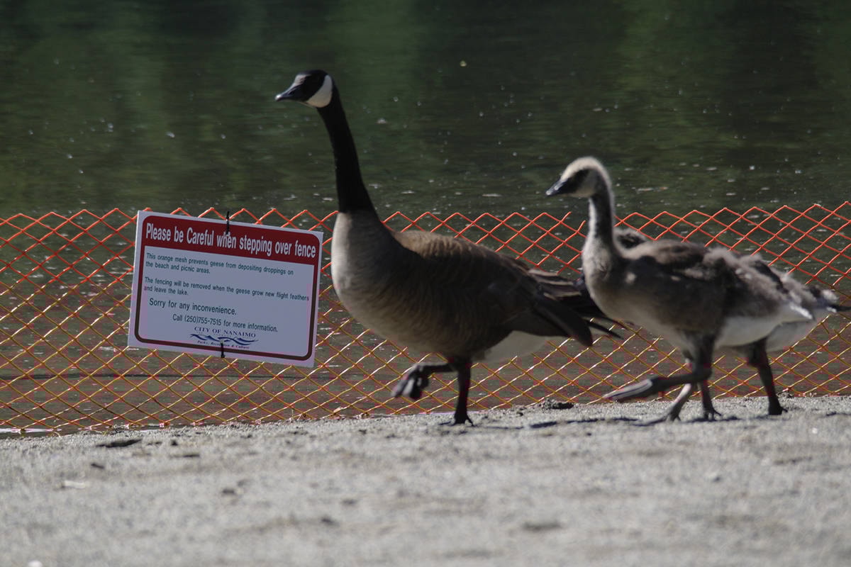 VIU City of Nanaimo collaborating on geese management Nanaimo News Bulletin