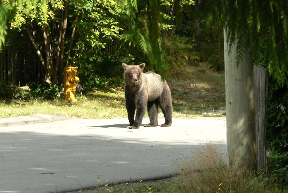 11046012_web1_180316-BPD-M-GrizzlyBear_Dead