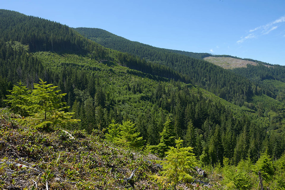 13085687_web1_180814-NBU-timberwest-island-timberlands_1