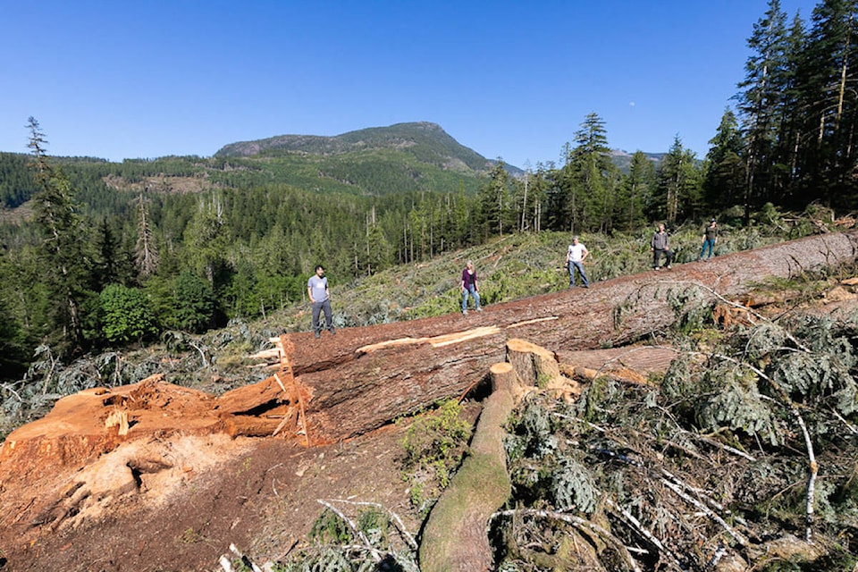 15200435_web1_12128984_web1_7-Conservationists-atop-Doug-fir-with-stump