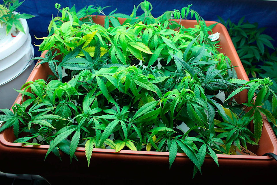 15443241_web1_Marijuana-Grow-Medium