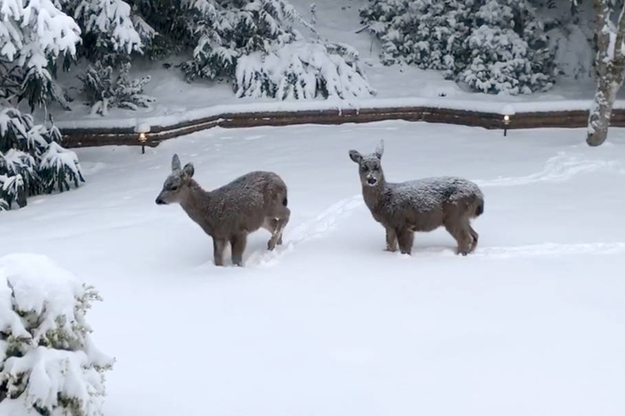 Nanaimo sees a snowy day with more snow in the forecast Nanaimo News