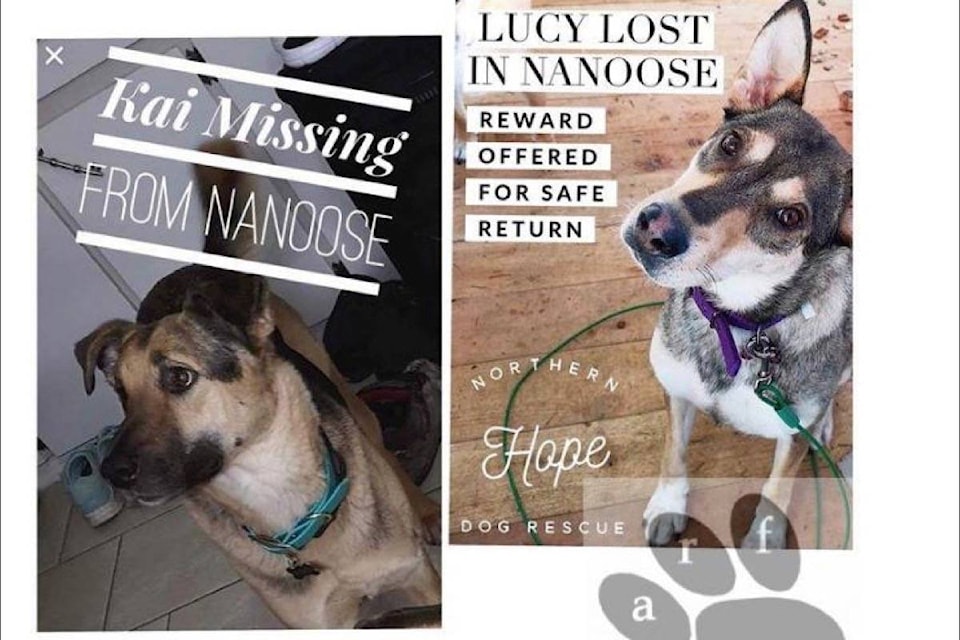 15755792_web1_190228-PQN-M-missing-dogs