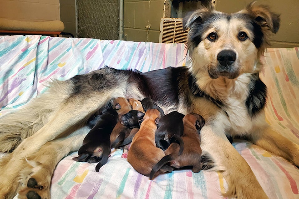 17219549_web1_news-abandoned-puppies-quesnel