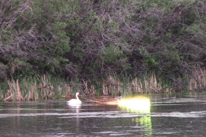 17426071_web1_190624-BPD-M-Swan-fireworks-Grand-Prairie