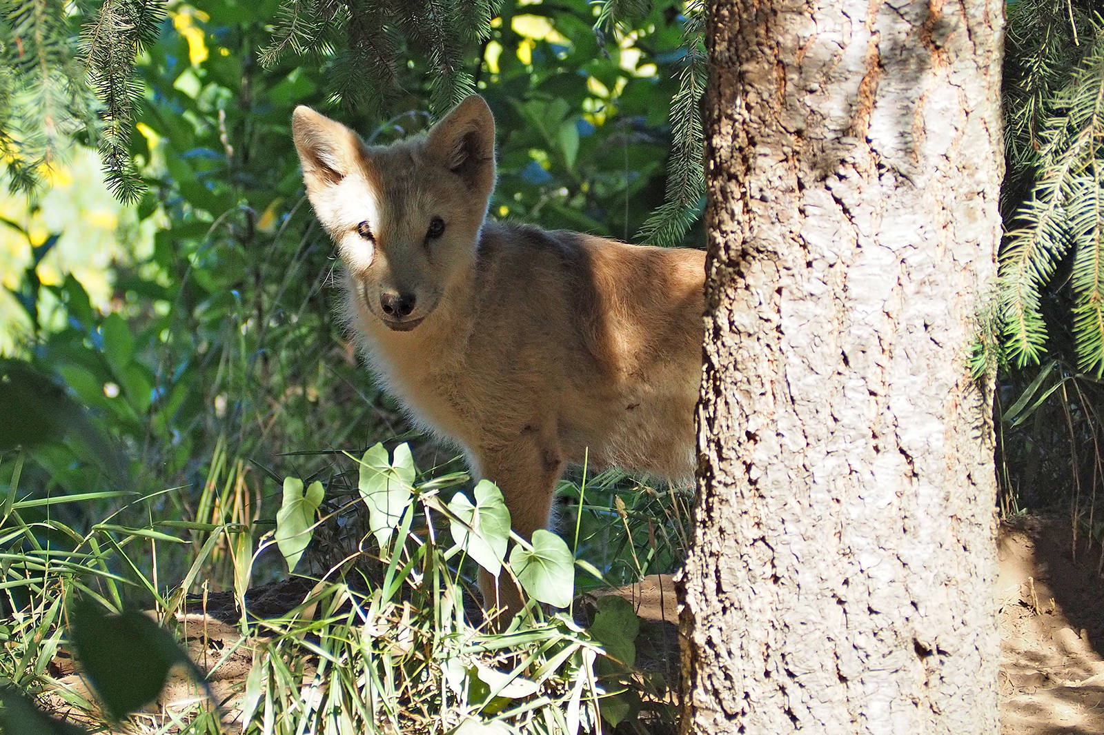 17918120_web1_190730-NBU-Denali-wolf-dog-cub---P7250142