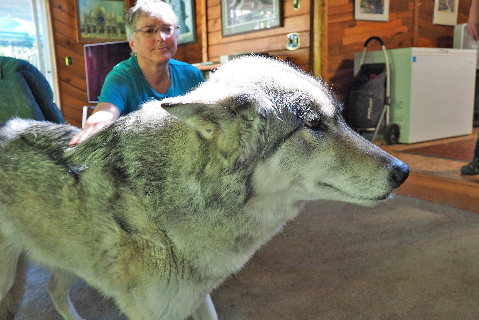 17918120_web1_190730-NBU-Tundra-Wolf-dog---P7250012