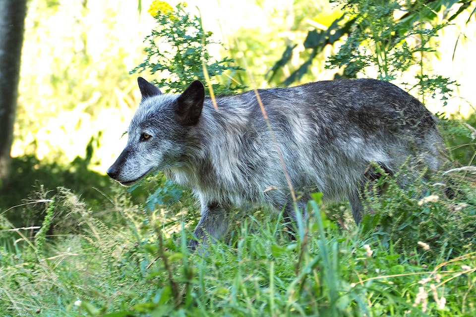 17918120_web1_copy_190730-NBU-Mahikan-wolf-dog---P7250117