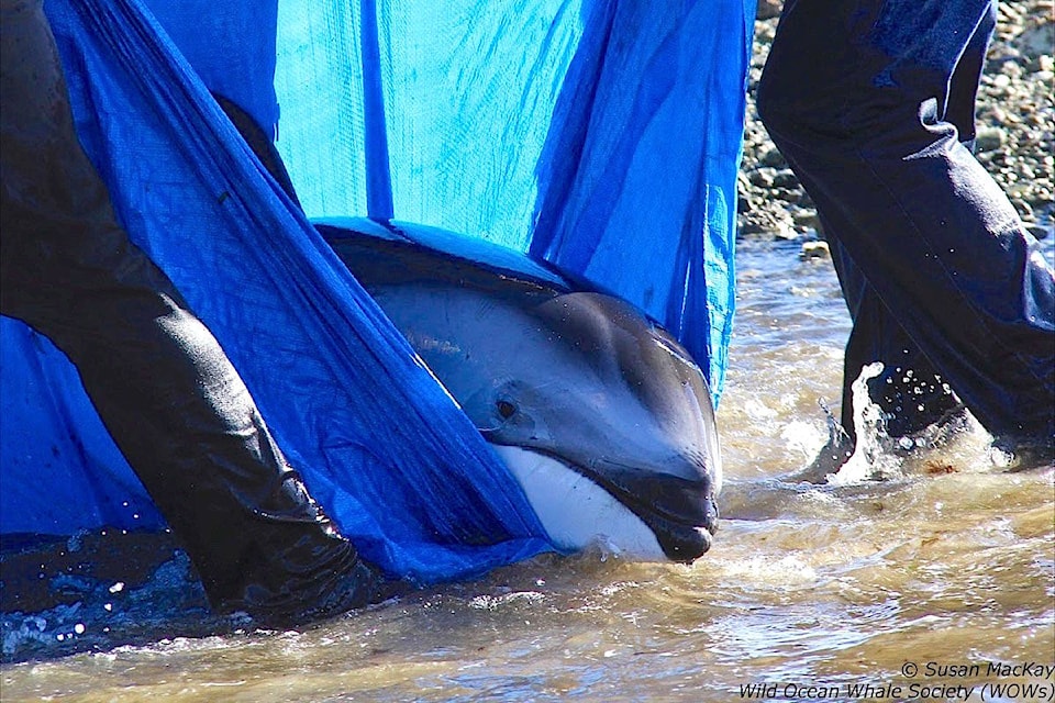 About 20 people helped rescued 16 dolphins that were chased into shallow water by transient orcas, Monday near Powell River. Susan MacKay photo