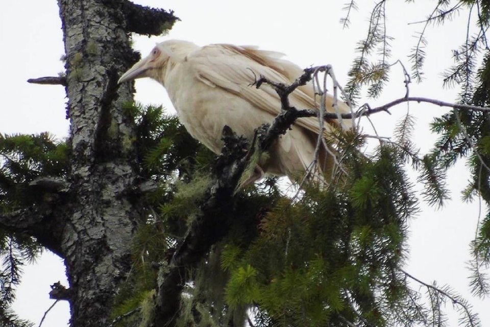 21765473_web1_200615-PQN-White-Raven-Returns-raven_1