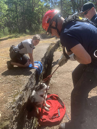 Nanaimo Fire Rescue rope team saves dog from Abyss crevice