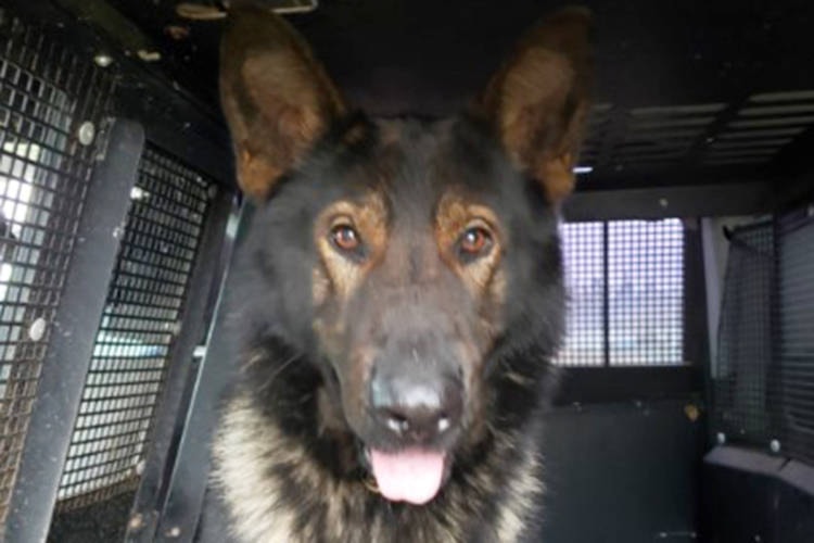 24070044_web1_210129-NBU-Police-Dog-Luca-_1