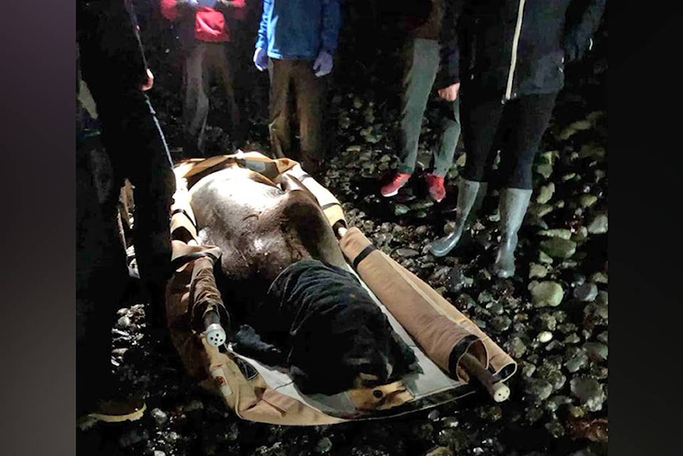 24359879_web1_210226-NBU-Sea-Lion-rescue-attempt-1_1